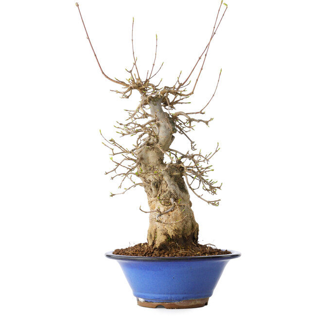 Acer buergerianum, 40 cm, ± 25 ans, avec un nebari de 12 cm, dans un pot Seto Yaki
