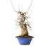 Acer buergerianum, 40 cm, ± 25 anni, con un nebari di 12 cm, in un vaso Seto Yaki