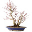 Acer palmatum, 37 cm, ± 20 jaar oud, met een nebari van 10 cm, in een Seto Yaki pot
