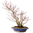 Acer palmatum, 37 cm, ± 20 jaar oud, met een nebari van 10 cm, in een Seto Yaki pot