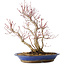 Acer palmatum, 37 cm, ± 20 jaar oud, met een nebari van 10 cm, in een Seto Yaki pot