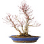 Acer palmatum, 37 cm, ± 20 jaar oud, met een nebari van 10 cm, in een Seto Yaki pot