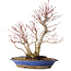 Acer palmatum, 37 cm, ± 20 jaar oud, met een nebari van 10 cm, in een Seto Yaki pot