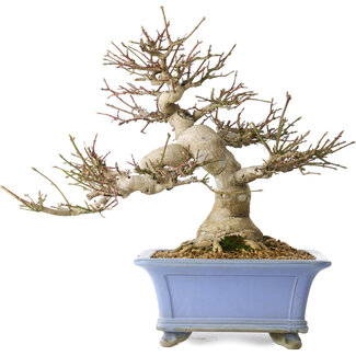 Seto Yaki Euonymus alatus, 40 cm, ± 35 jaar oud