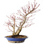 Acer palmatum, 37 cm, ± 20 jaar oud, met een nebari van 10 cm, in een Seto Yaki pot