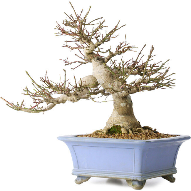 Euonymus alatus, 40 cm, ± 35 anni, con un nebari di 19 cm, in un vaso Seto Yaki