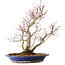Acer palmatum, 37 cm, ± 20 jaar oud, met een nebari van 10 cm, in een Seto Yaki pot