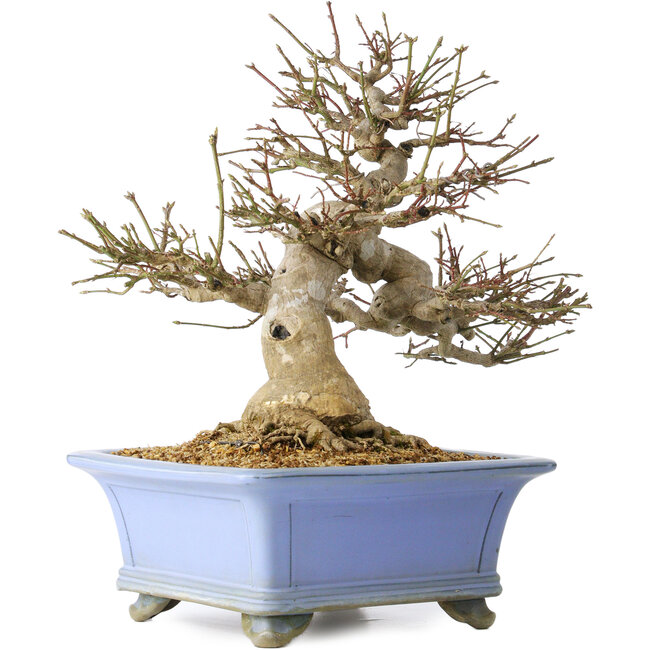 Euonymus alatus, 40 cm, ± 35 anni, con un nebari di 19 cm, in un vaso Seto Yaki