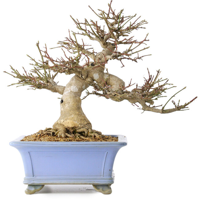 Euonymus alatus, 40 cm, ± 35 anni, con un nebari di 19 cm, in un vaso Seto Yaki