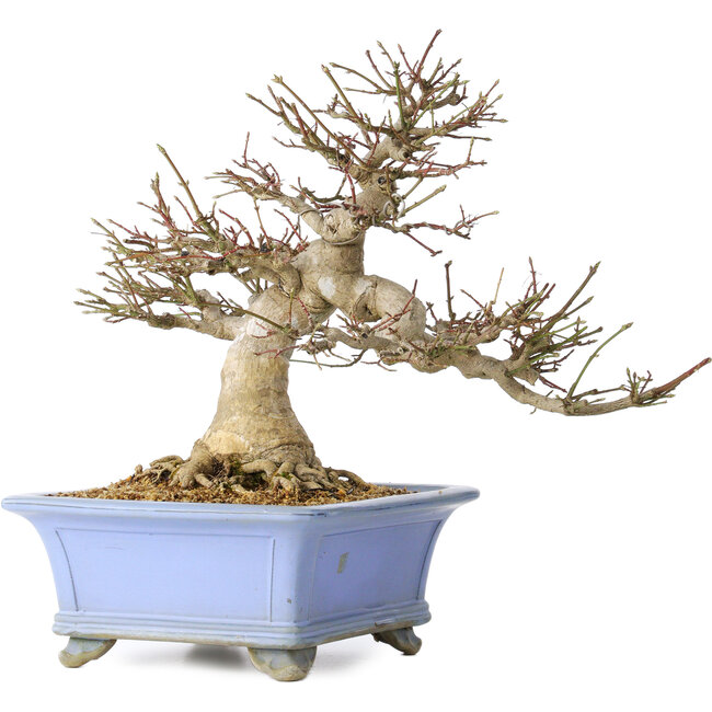 Euonymus alatus, 40 cm, ± 35 jaar oud, met een nebari van 19 cm, in een Seto Yaki pot