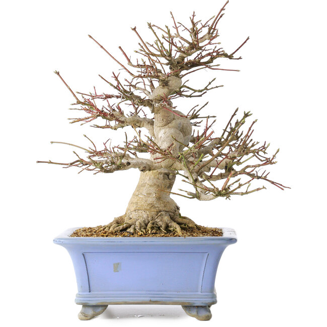 Euonymus alatus, 40 cm, ± 35 anni, con un nebari di 19 cm, in un vaso Seto Yaki