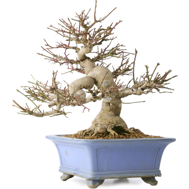 Euonymus alatus, 40 cm, ± 35 anni, con un nebari di 19 cm, in un vaso Seto Yaki