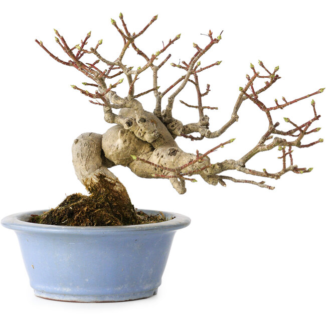 Euonymus alatus, 15 cm, ± 20 ans