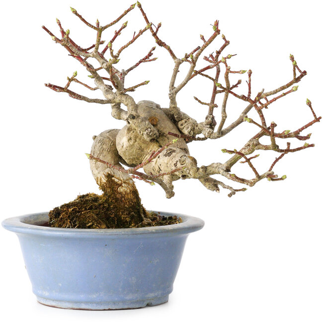 Euonymus alatus, 15 cm, ± 20 ans