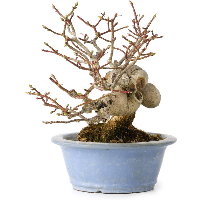 Euonymus alatus, 15 cm, ± 20 years old