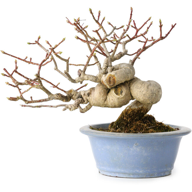 Euonymus alatus, 15 cm, ± 20 ans