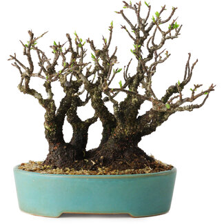 Pyracantha, 16 cm, ± 30 jaar oud