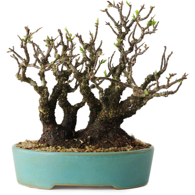 Pyracantha, 16 cm, ± 30 years old, with a nebari of 10 cm