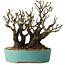 Pyracantha, 16 cm, ± 30 years old, with a nebari of 10 cm