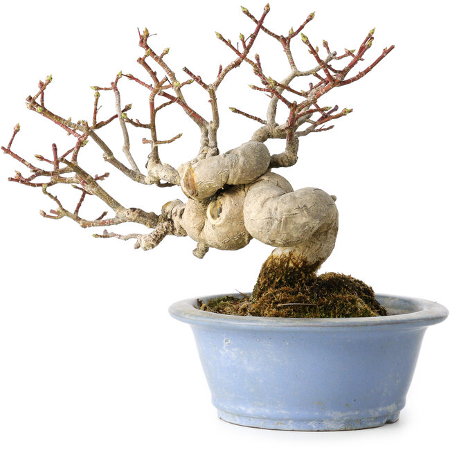 Euonymus alatus, 15 cm, ± 20 years old