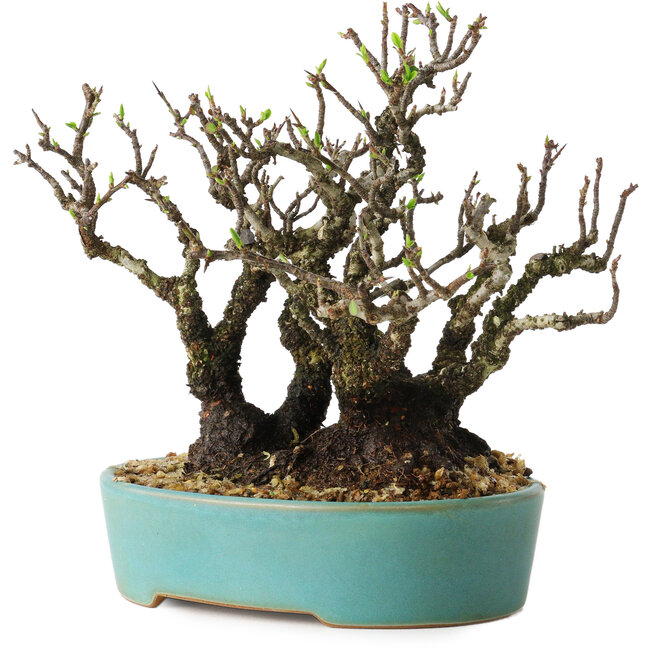 Pyracantha, 16 cm, ± 30 years old, with a nebari of 10 cm