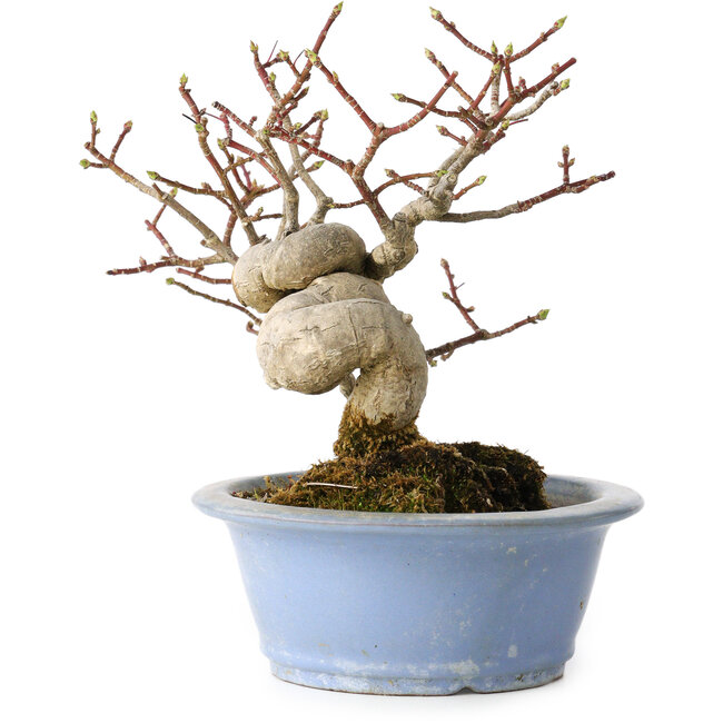 Euonymus alatus, 15 cm, ± 20 years old