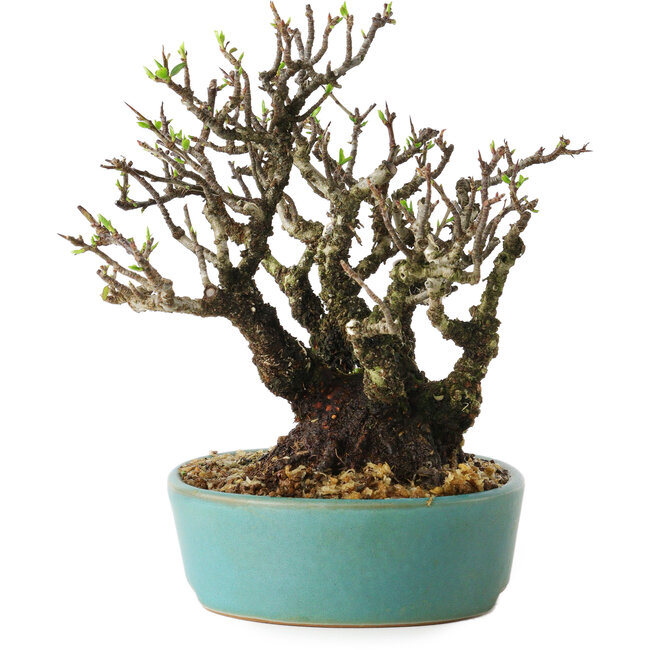 Pyracantha, 16 cm, ± 30 anni, con un nebari di 10 cm