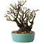 Pyracantha, 16 cm, ± 30 years old, with a nebari of 10 cm
