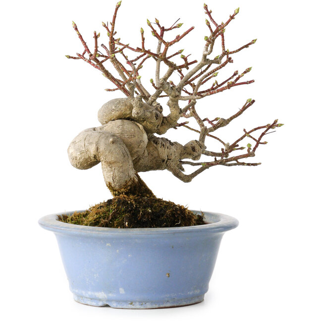 Euonymus alatus, 15 cm, ± 20 jaar oud