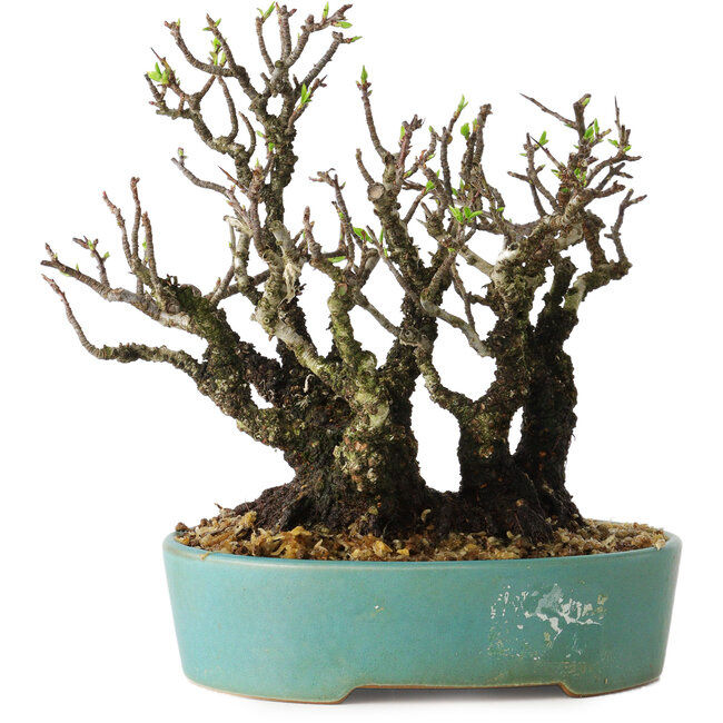 Pyracantha, 16 cm, ± 30 ans, avec un nebari de 10 cm