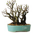 Pyracantha, 16 cm, ± 30 years old, with a nebari of 10 cm