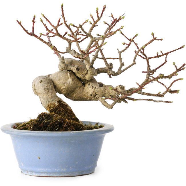 Euonymus alatus, 15 cm, ± 20 years old