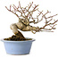 Euonymus alatus, 15 cm, ± 20 anni