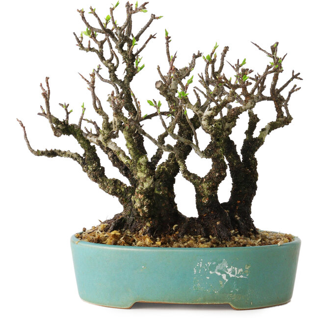 Pyracantha, 16 cm, ± 30 años, con un nebari de 10 cm