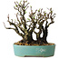 Pyracantha, 16 cm, ± 30 years old, with a nebari of 10 cm