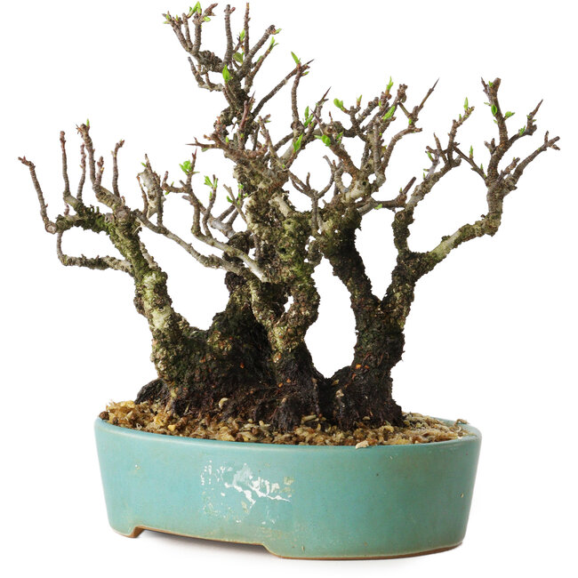 Pyracantha, 16 cm, ± 30 years old, with a nebari of 10 cm