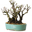 Pyracantha, 16 cm, ± 30 years old, with a nebari of 10 cm