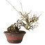 Ilex serrata, 15 cm, ± 20 jaar oud, met rode bessen en een nebari van 8 cm