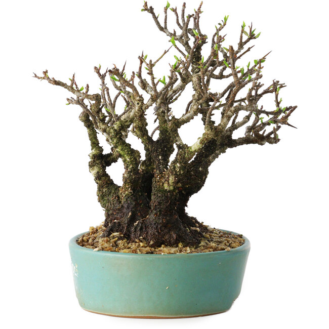 Feuerdorn, 16 cm, ± 30 Jahre alt, mit einem Nebari von 10 cm