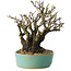 Pyracantha, 16 cm, ± 30 years old, with a nebari of 10 cm