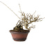 Ilex serrata, 15 cm, ± 20 jaar oud, met rode bessen en een nebari van 8 cm
