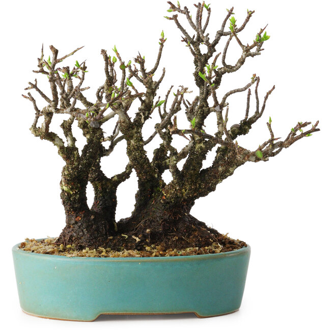 Pyracantha, 16 cm, ± 30 ans, avec un nebari de 10 cm