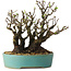 Pyracantha, 16 cm, ± 30 years old, with a nebari of 10 cm