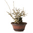Ilex serrata, 15 cm, ± 20 jaar oud, met rode bessen en een nebari van 8 cm