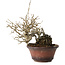Ilex serrata, 15 cm, ± 20 jaar oud, met rode bessen en een nebari van 8 cm