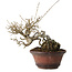 Ilex serrata, 15 cm, ± 20 jaar oud, met rode bessen en een nebari van 8 cm