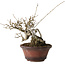 Ilex serrata, 15 cm, ± 20 anni, con bacche rosse e un nebari di 8 cm