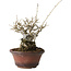 Ilex serrata, 15 cm, ± 20 jaar oud, met rode bessen en een nebari van 8 cm