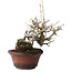 Ilex serrata, 15 cm, ± 20 jaar oud, met rode bessen en een nebari van 8 cm