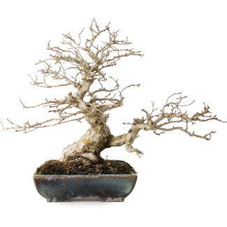 Koyou Carpinus coreana, 25 cm, ± 30 jaar oud